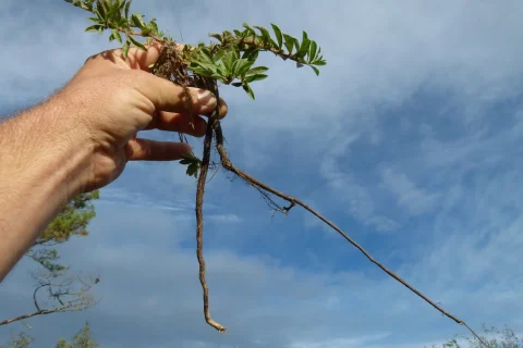 Des racines pivots déjà grandes pour un tout petit pied de Jussie