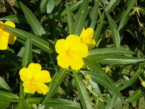Fleur jaune Jussie
